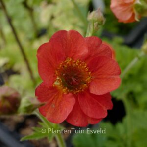 Geum 'Coral Tempest'