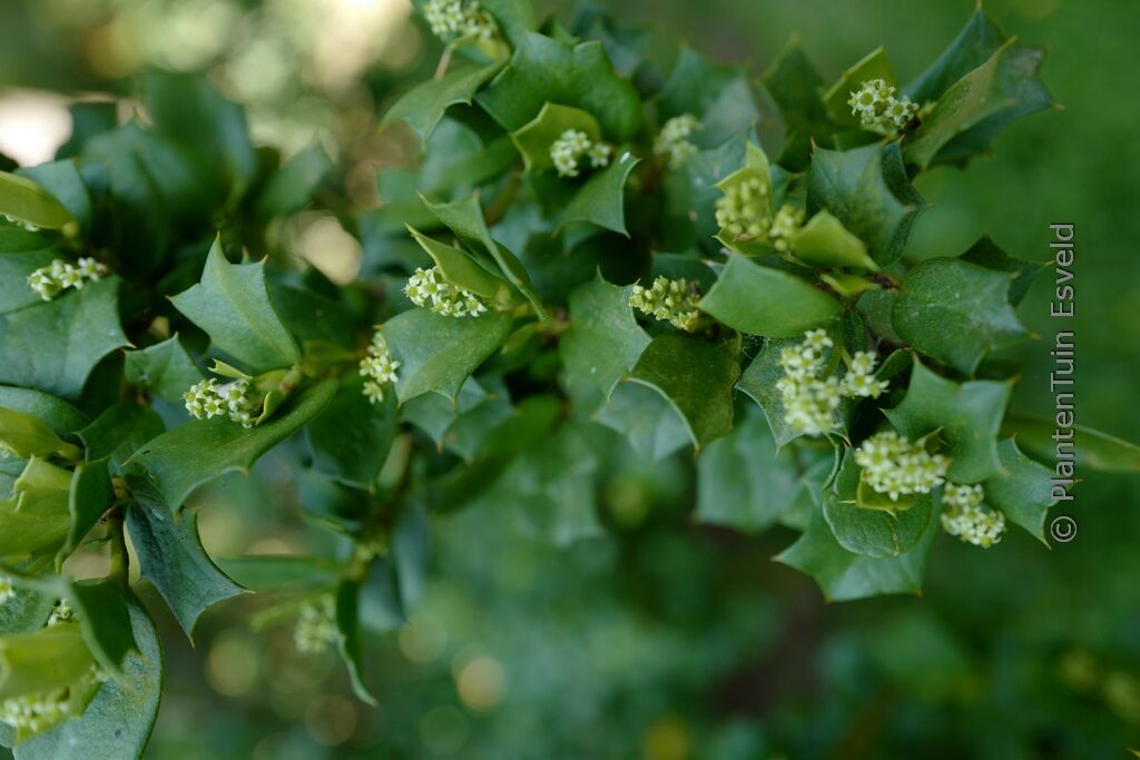 Griselinia jodinifolia