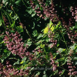 Heucherella alba 'Bridget Bloom'