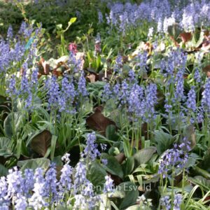 Hyacinthoides hispanica