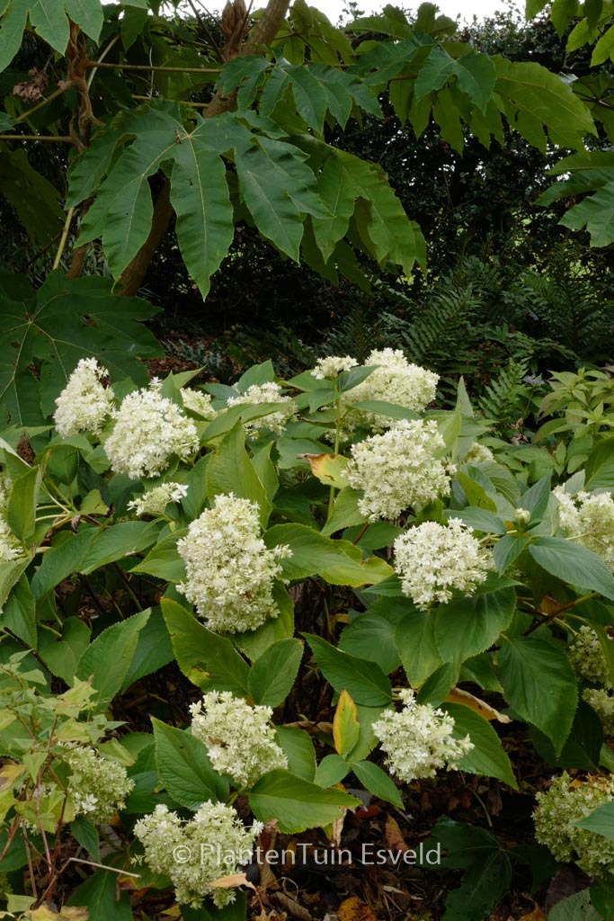 Hydrangea involucrata 'Yokudanka'