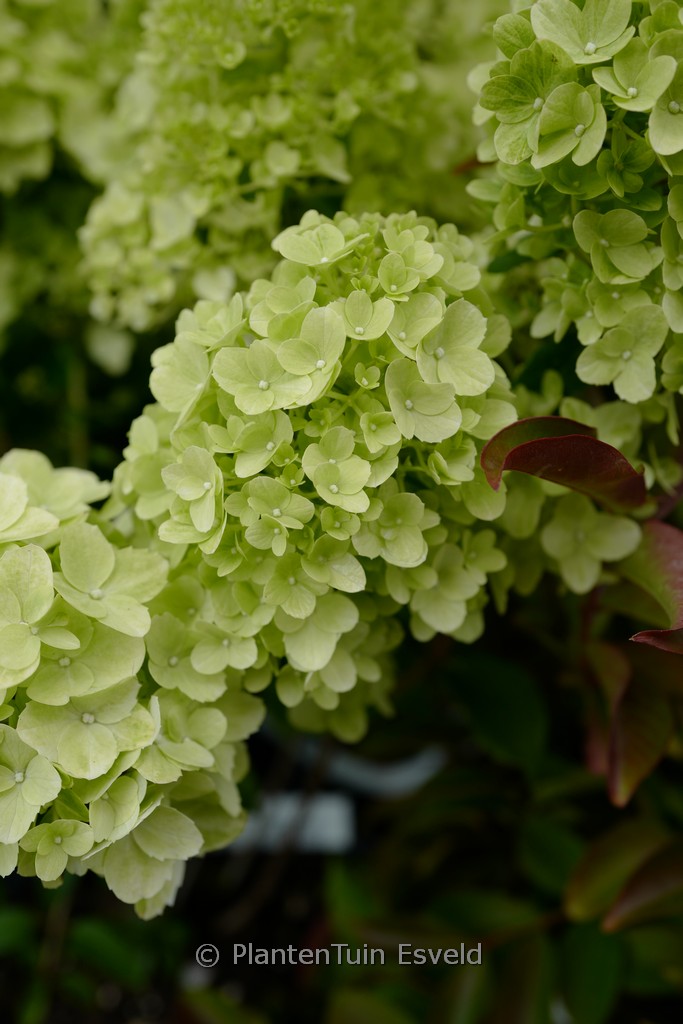 Hydrangea macrophylla 'Couharie' (PETITE CHERRY)