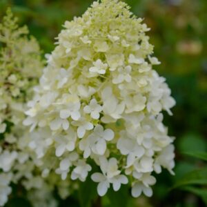Hydrangea paniculata 'Bokrathirteen' (MAGICAL SWEET SUMMER)