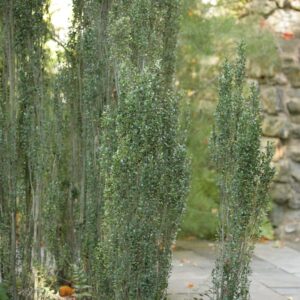 Ilex crenata 'Fastigiata'
