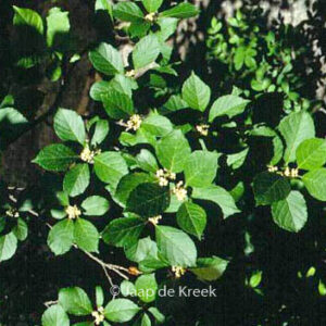 Ilex verticillata mnl.