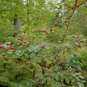 Ilex verticillata vrl.