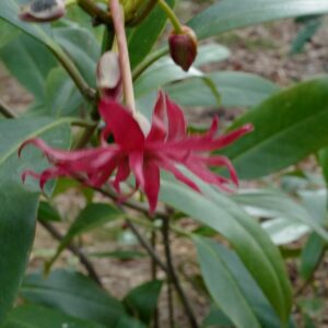Illicium floridanum 'Woodlander's Ruby'