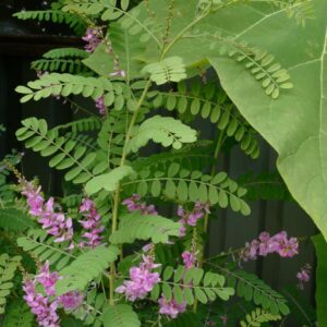 Indigofera potaninii