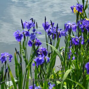 Iris setosa