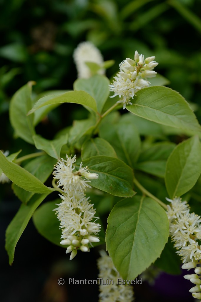 Itea virginica 'Bailteaone' (LOVE CHILD)