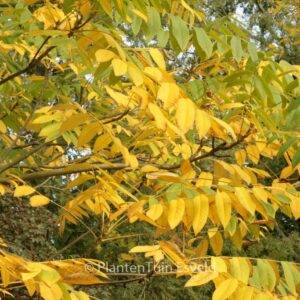 Juglans ailantifolia cordiformis