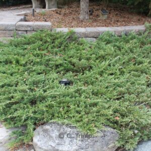 Juniperus horizontalis 'Hughes'
