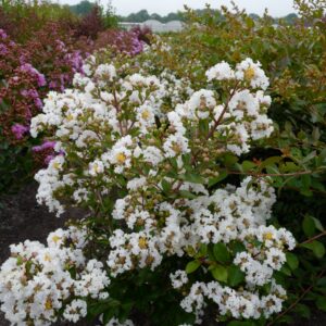 Lagerstroemia indica 'Milabla' (WITH LOVE VIRGIN)