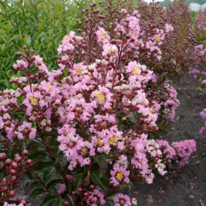 Lagerstroemia indica 'Petit Orchid'