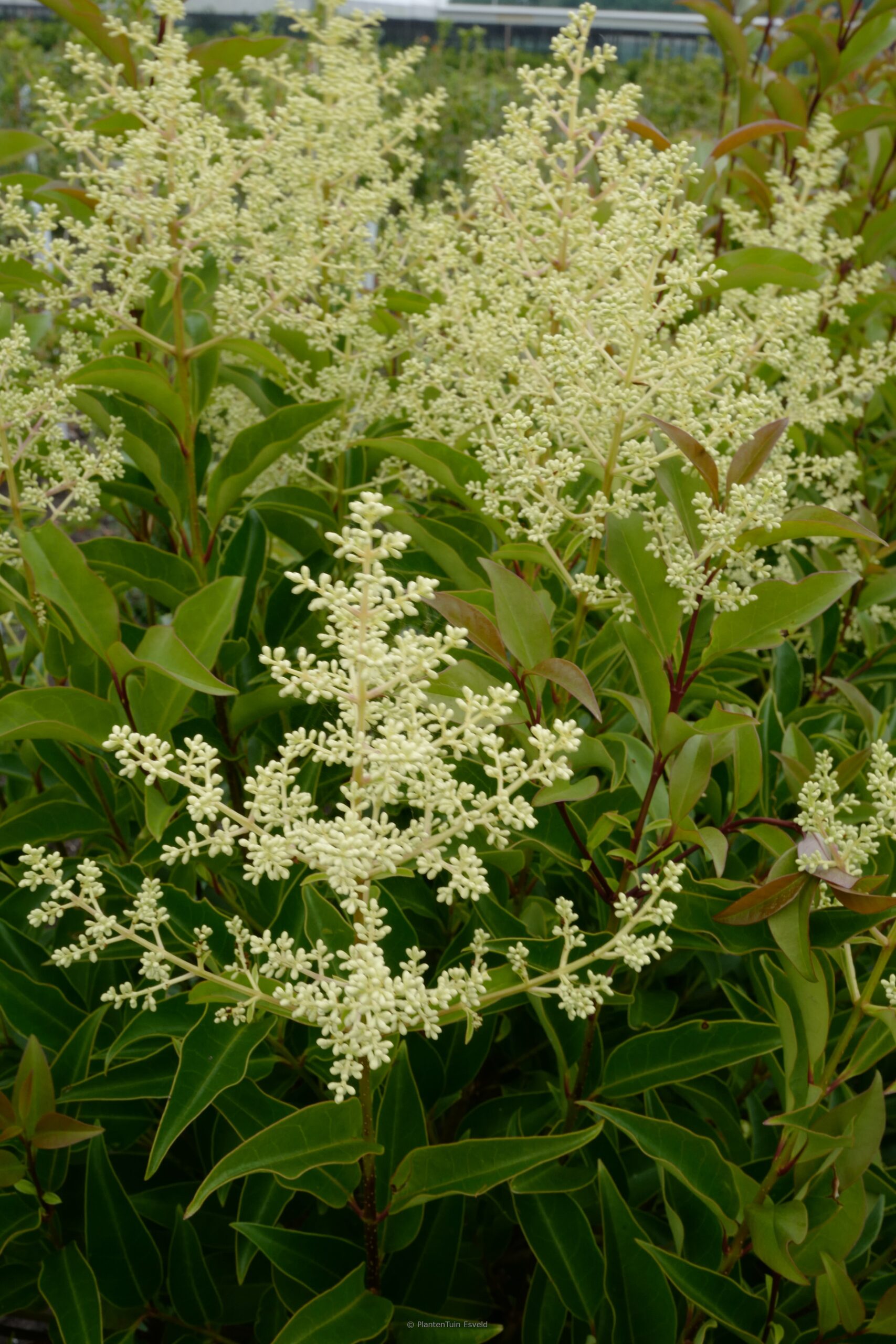 Ligustrum lucidum 'Bokrascreen' (GREEN SCREEN