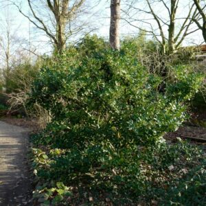 Ligustrum lucidum 'Golden Wax'
