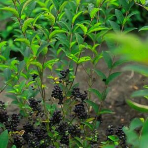 Ligustrum tschonoskii 'Little Thomas'
