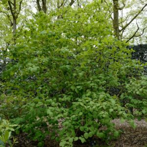 Lindera reflexa