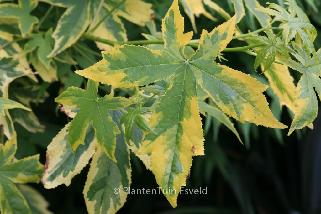 Liquidambar styraciflua 'Golden Treasure'