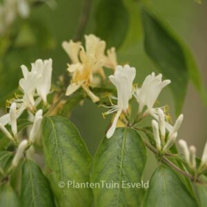 Lonicera maackii