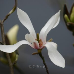 Magnolia amoena