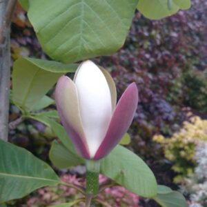 Magnolia officinalis