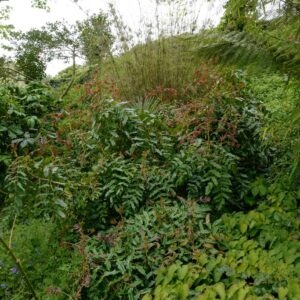 Mahonia lindsaye 'Cantab'