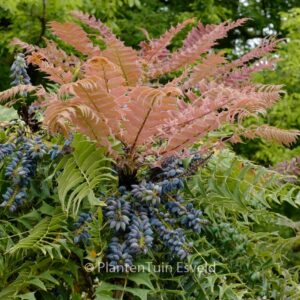 Mahonia lomariifolia