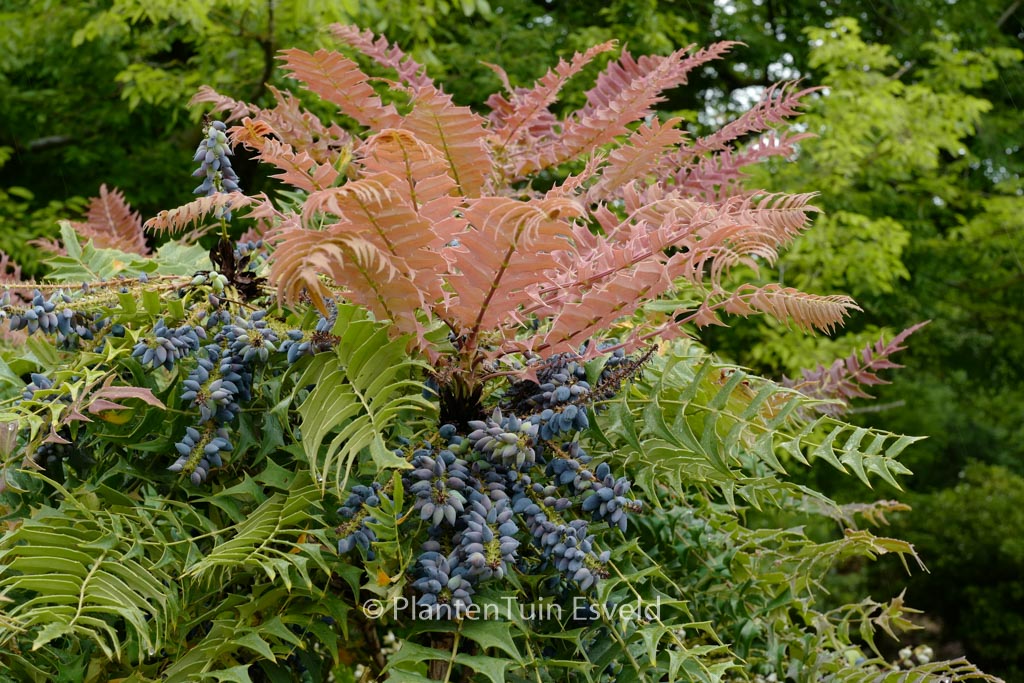 Mahonia lomariifolia