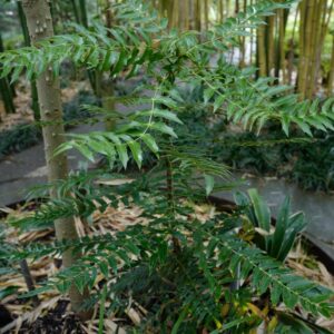 Mahonia longibracteata