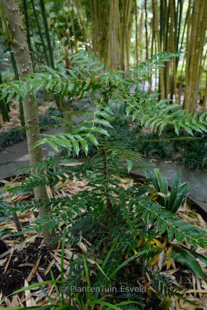 Mahonia longibracteata