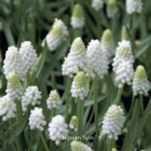 Muscari aucheri 'White Magic'