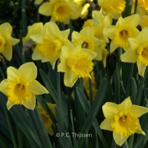 Narcissus 'Rijnveld's Early Sensation'