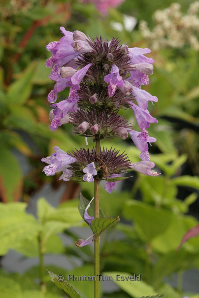 Nepeta manchuriensis 'Manchu Blue'