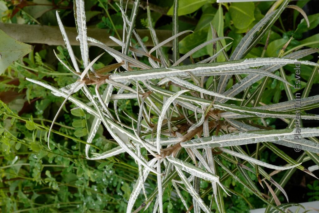 Olearia lacunosa