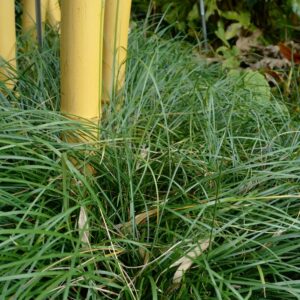 Ophiopogon intermedius
