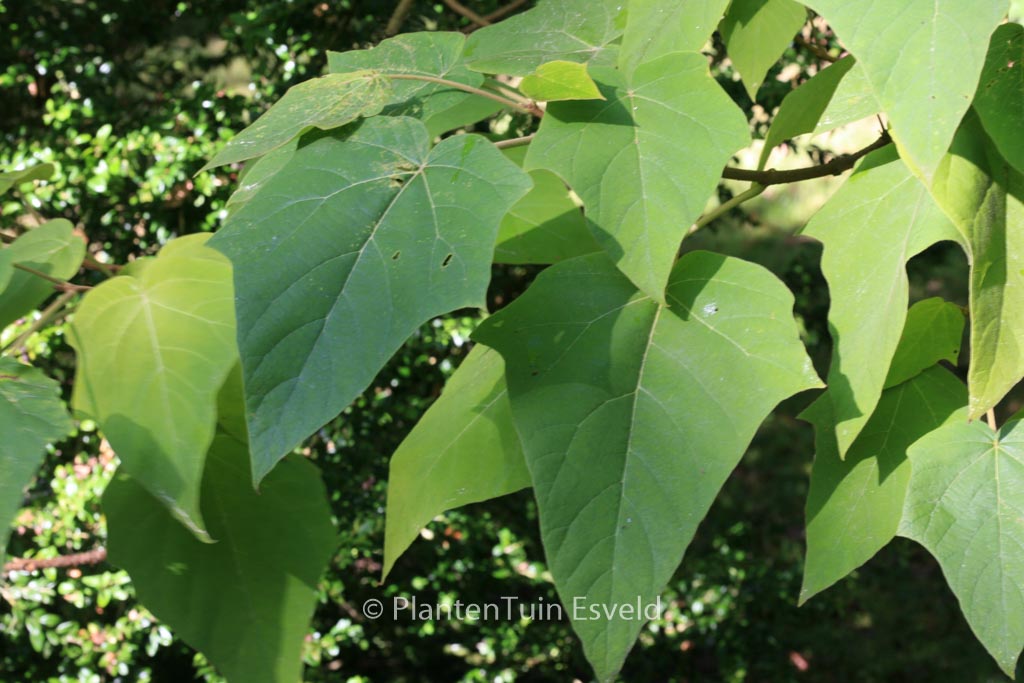Paulownia elongata
