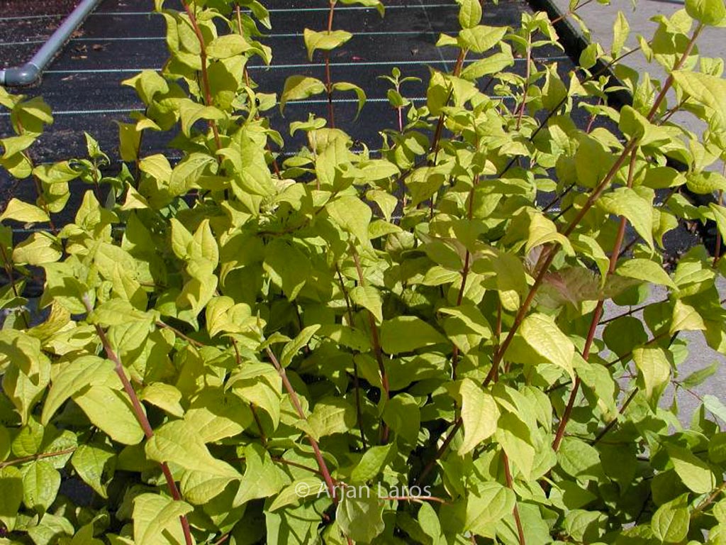 Philadelphus 'Yellow Cab'