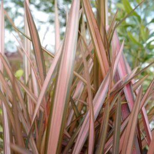 Phormium 'Margaret Jones'