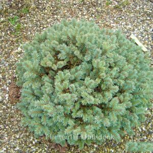 Picea pungens 'Fat Albert'
