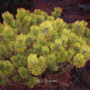 Pinus mugo 'Wintersonne'