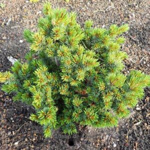Pinus parviflora 'Hagoromo'