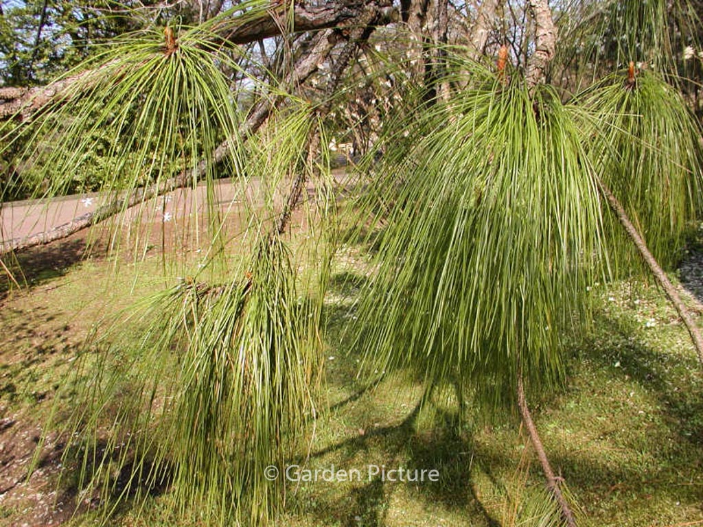 Pinus yunnanensis