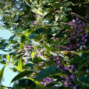 Pittosporum daphniphylloides