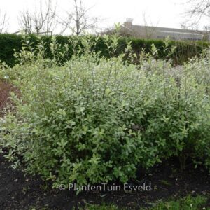 Pittosporum tenuifolium