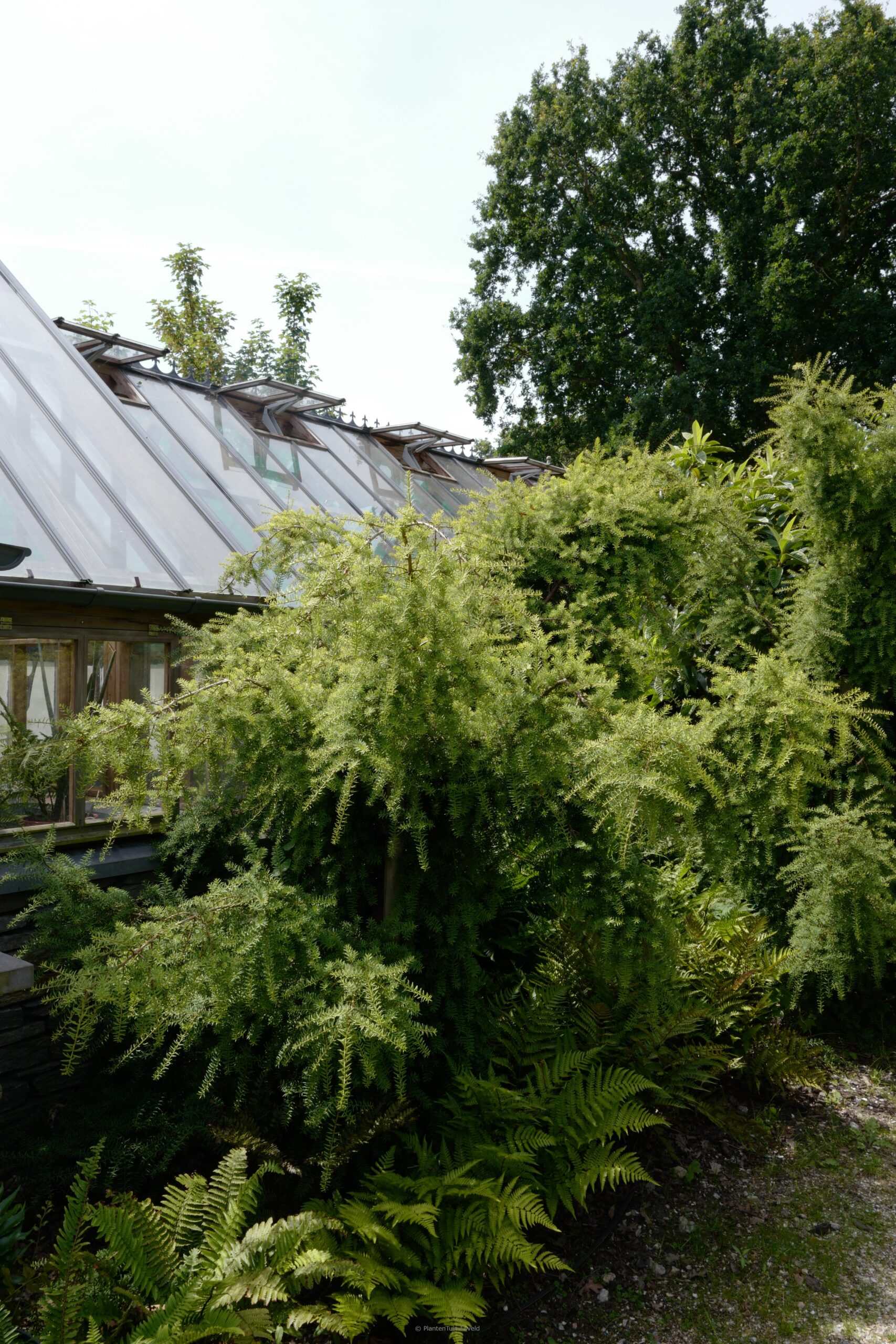 Podocarpus totara 'Pendulus'