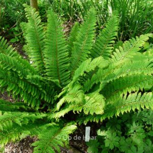 Polystichum aculeatum