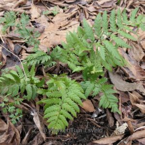 Polystichum rigens