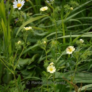 Potentilla recta