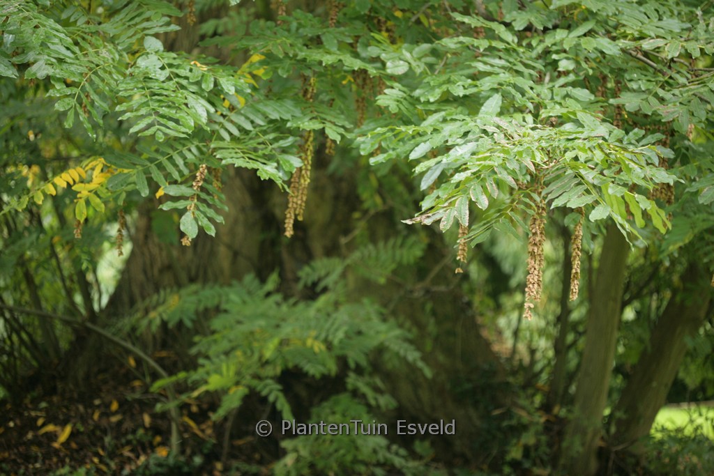 Pterocarya rehderiana